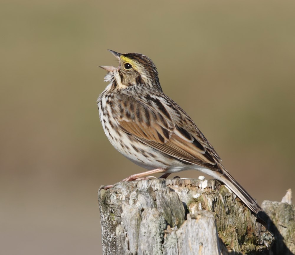 Passerculus sandwichensis Википедия