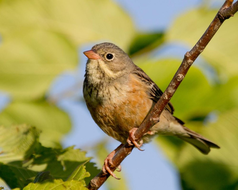 Emberiza hortulana