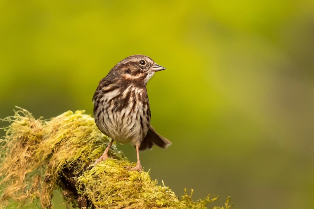 Oregon Bird