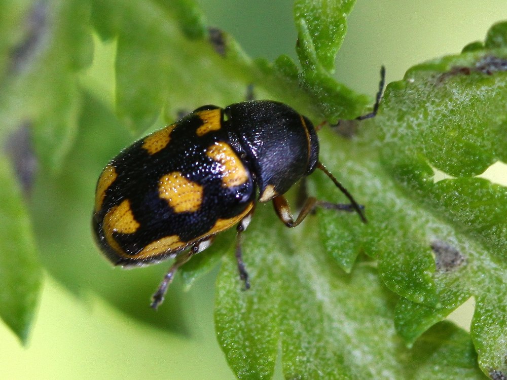 Cryptocephalus Pini (l., 1758)