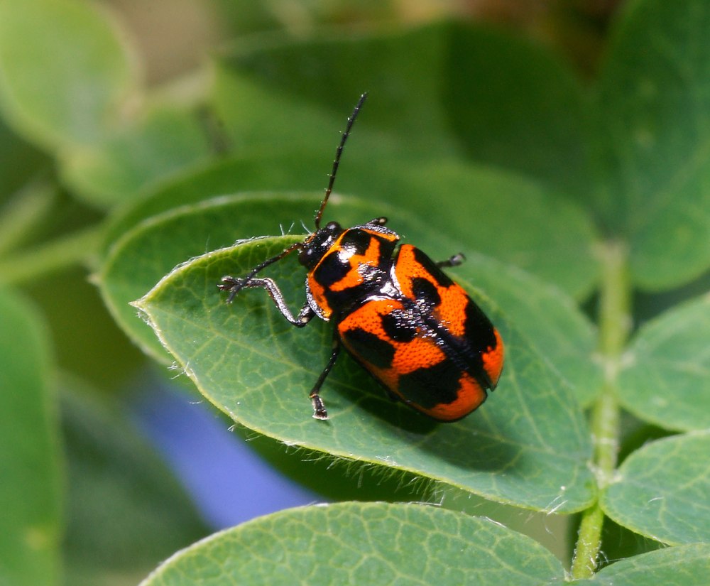 Cryptocephalus Krutovskyi