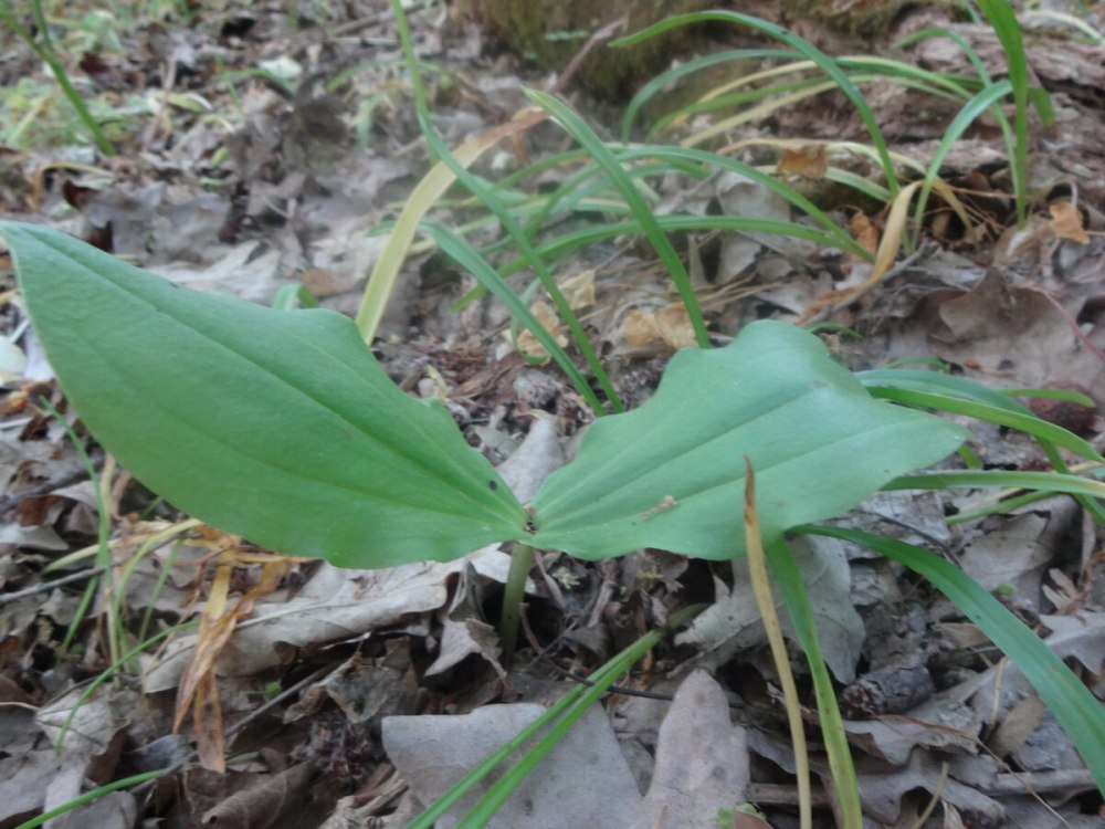 Listera ovata
