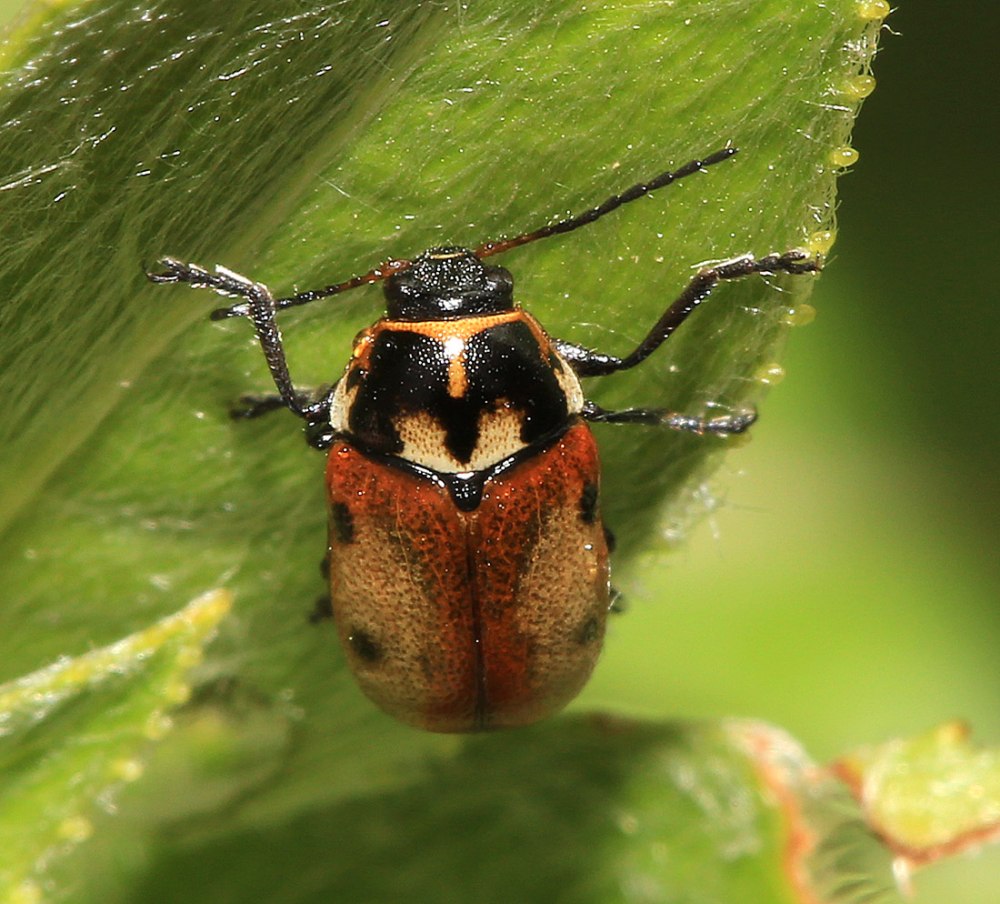 Cryptocephalus Anticus (Suffrian, 1848)