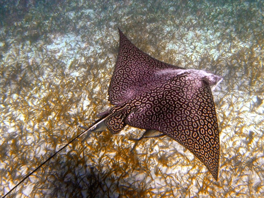 Скат Eagle ray