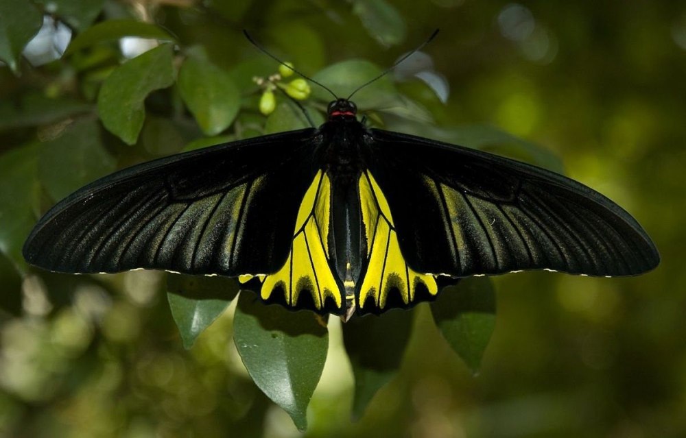 Бабочка Troides Aeacus