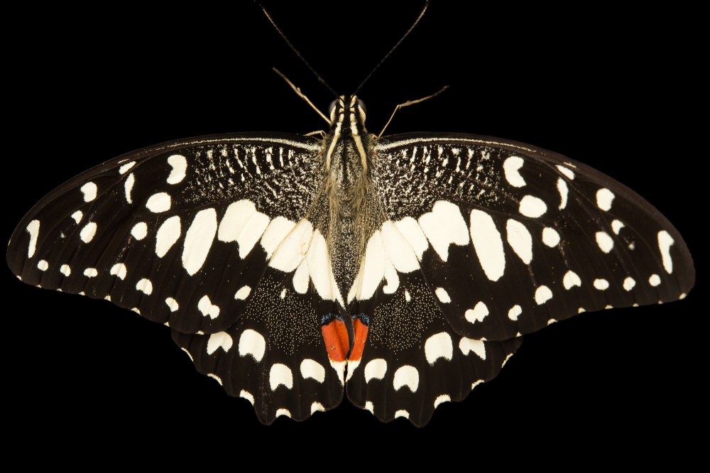 Papilio demoleus бабочка