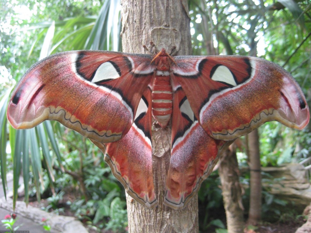 Павлиноглазка атлас Attacus Atlas