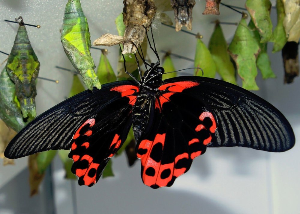 Papilio Rumanzovia бабочка
