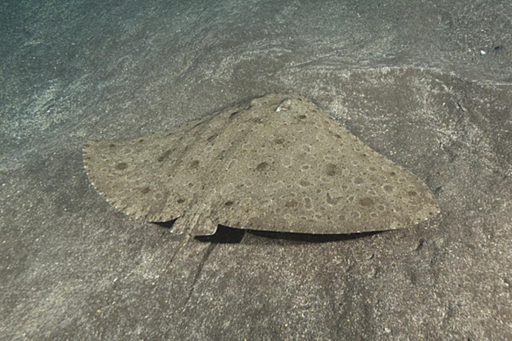 Gymnura japonica
