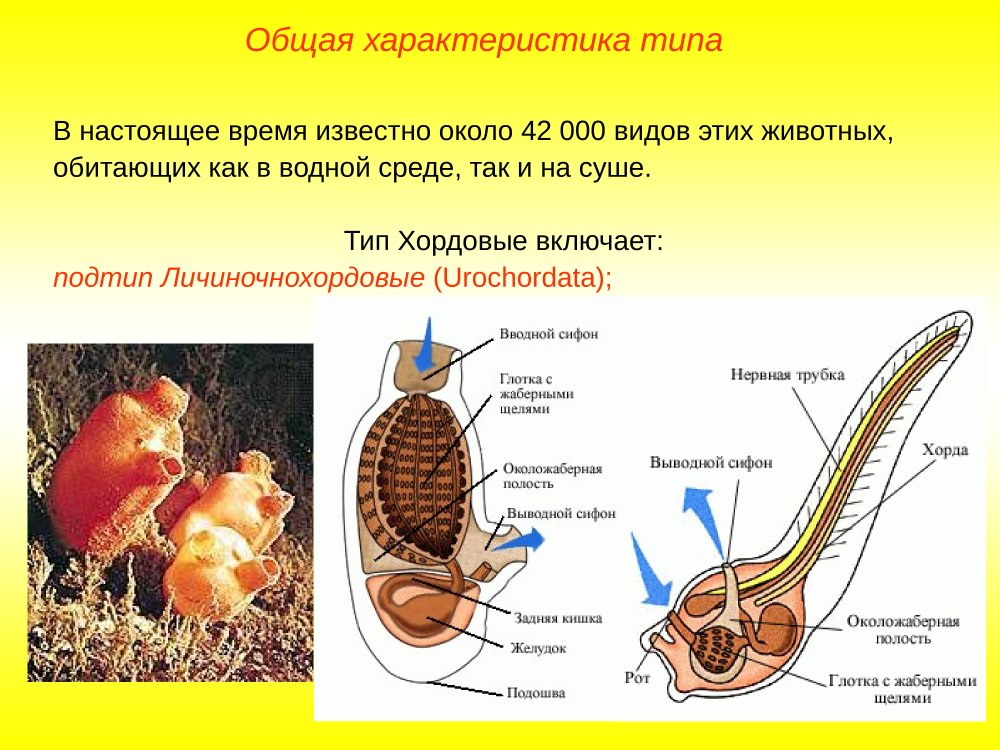 Личиночнохордовые асцидии
