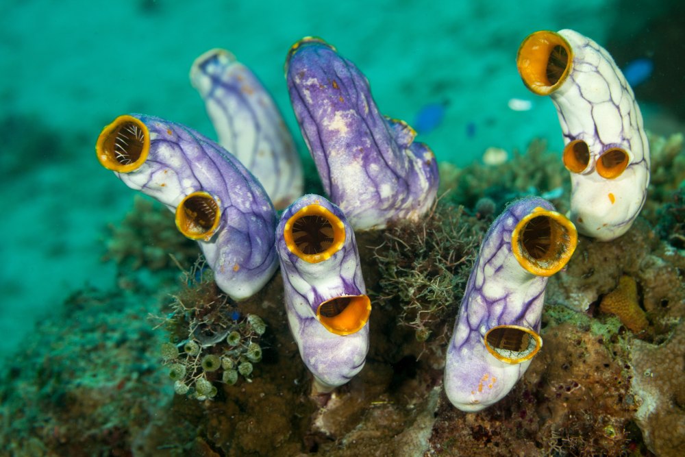 A Blue tunicate