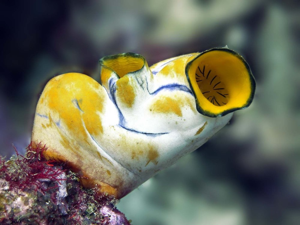 Асцидия polycarpa aurata
