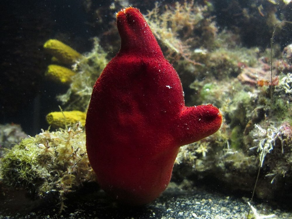 Асцидия пурпурная Halocynthia aurantium