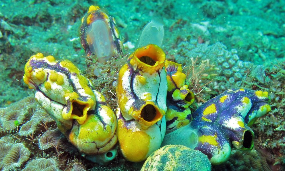 Асцидия polycarpa aurata