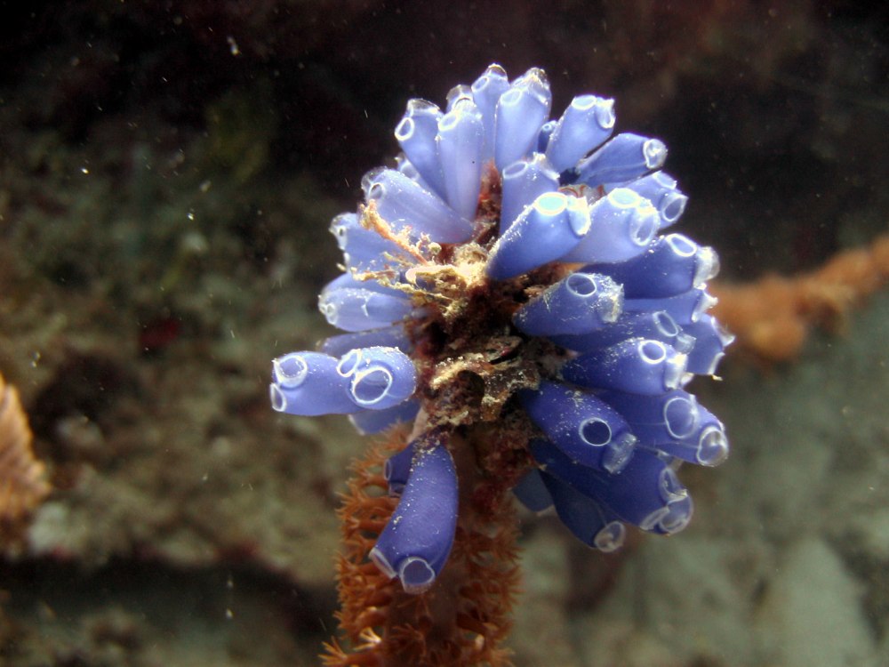 Clavelina moluccensis
