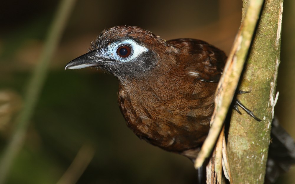 Thamnophila swainsonii славковая муравьянка