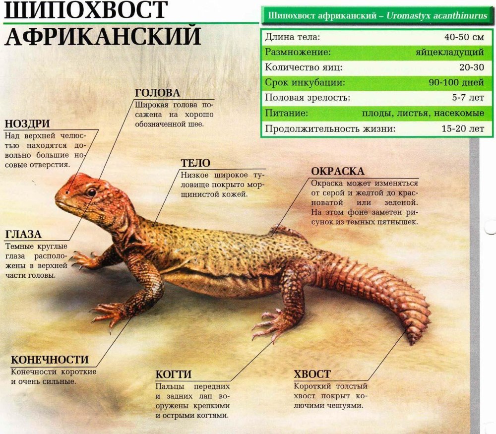 Шипохвост травоядный