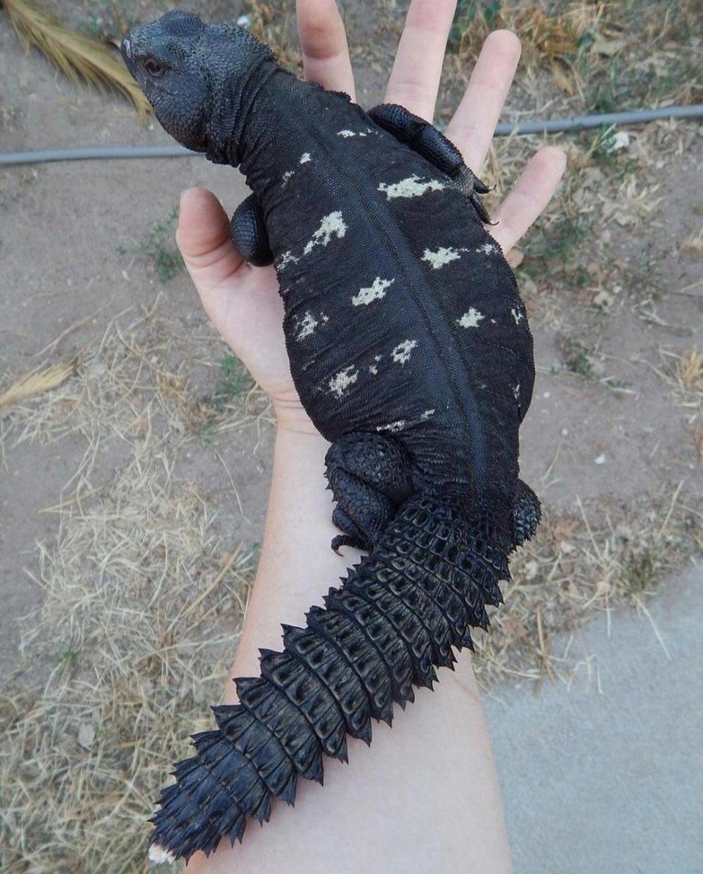 Шипохвост сахарский