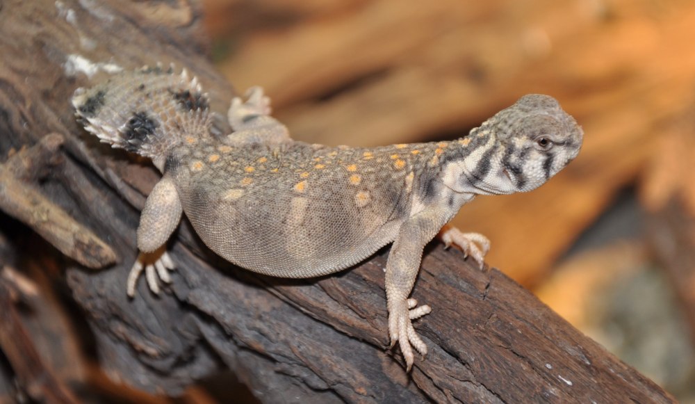 Uromastyx princeps