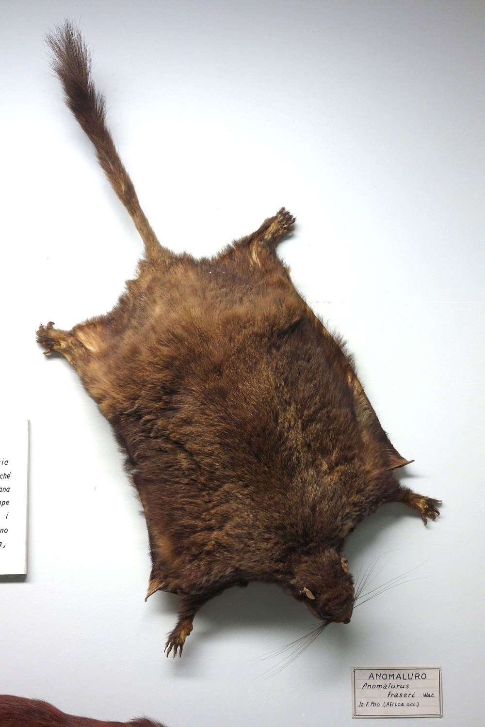Anomalurus beecrofti