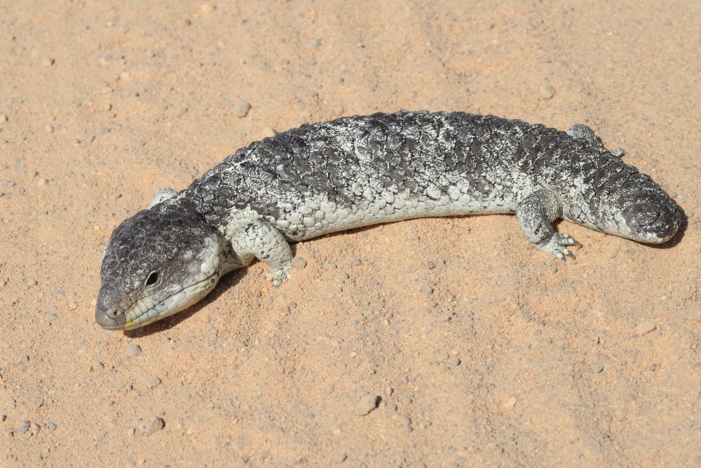 Tiliqua rugosa