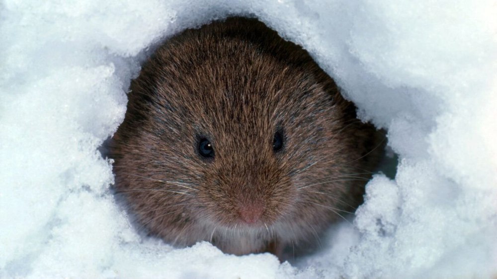Microtus pennsylvanicus