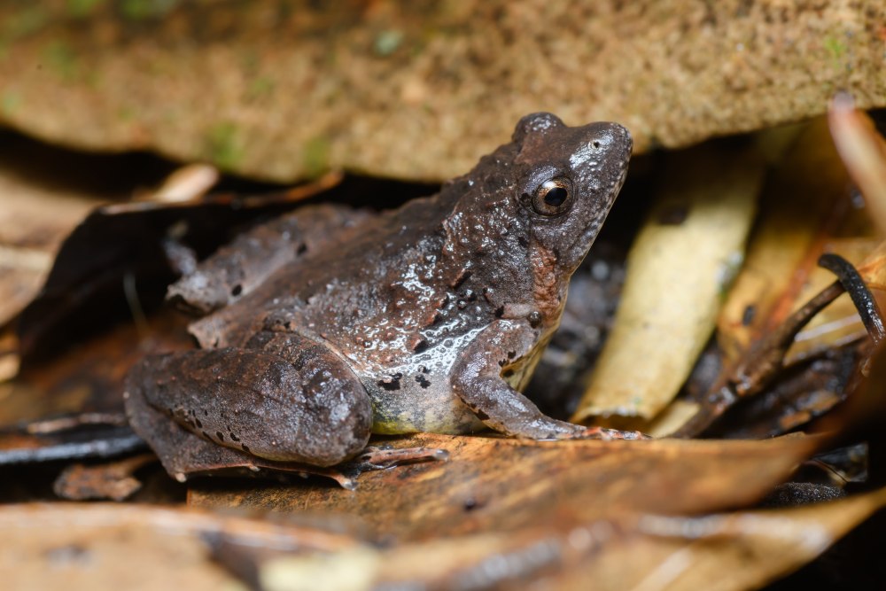 Узкоротая квакша