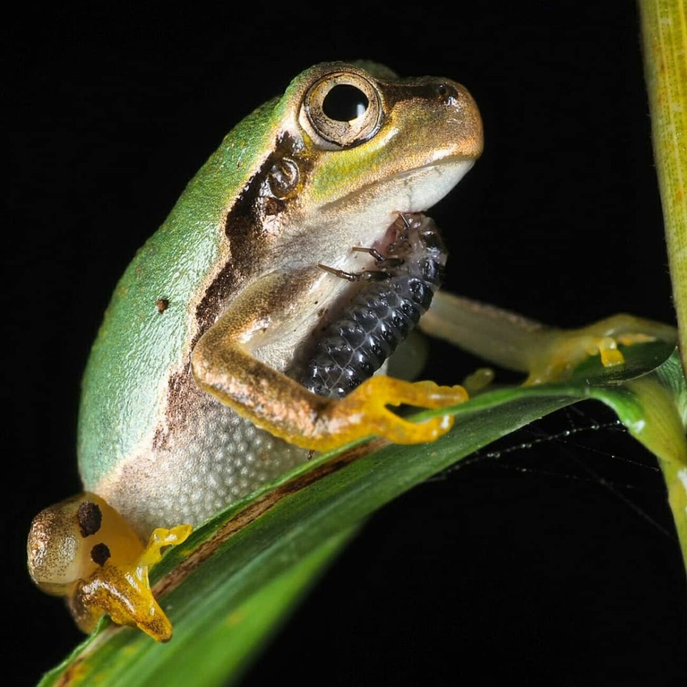 Головастик квакши