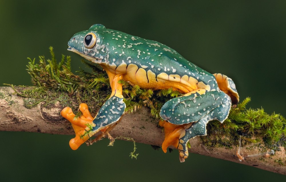 Причудливая квакша