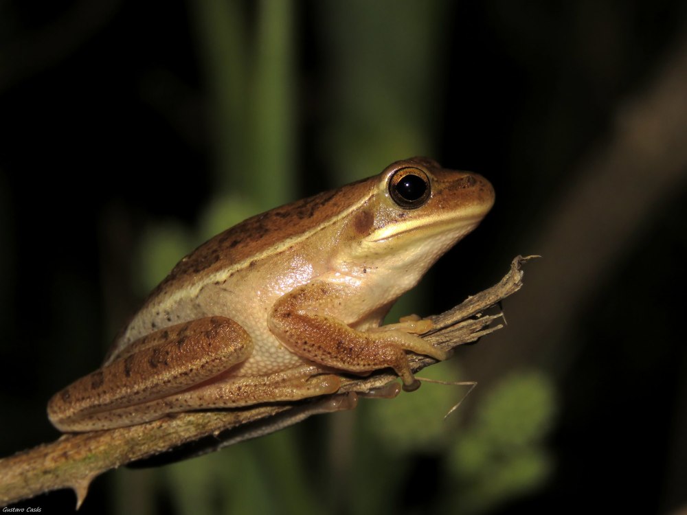 Лягушка австралийская голубая квакша купить