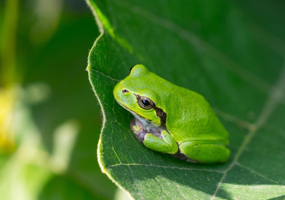 Обыкновенная квакша древесница