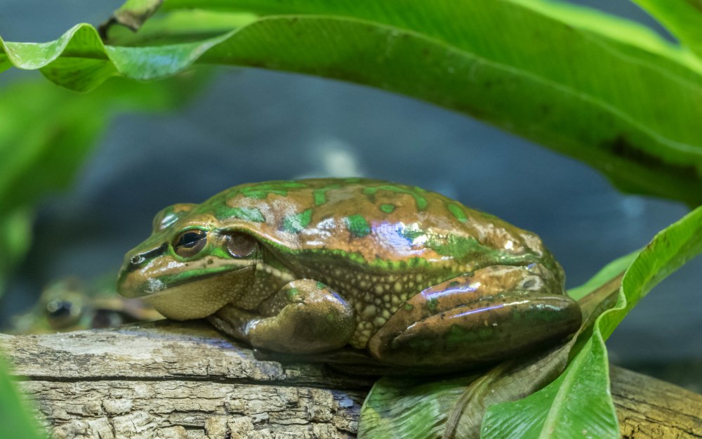 Лягушка Litoria Aurea