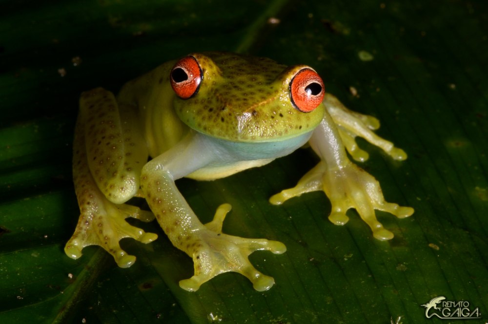 Черная квакша