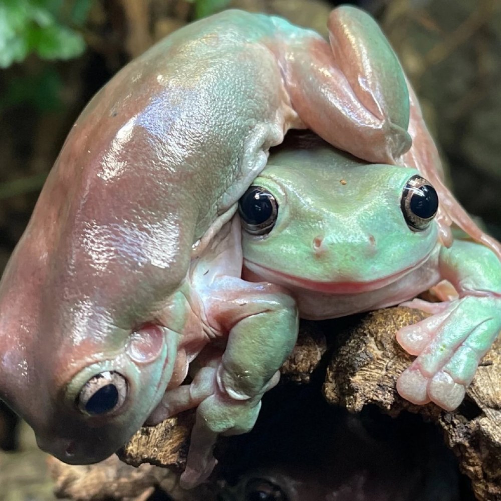 Австралийская голубая квакша