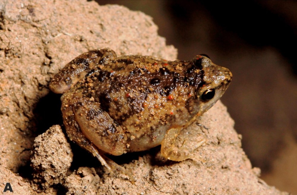 Microhyla Tetrix лягушка