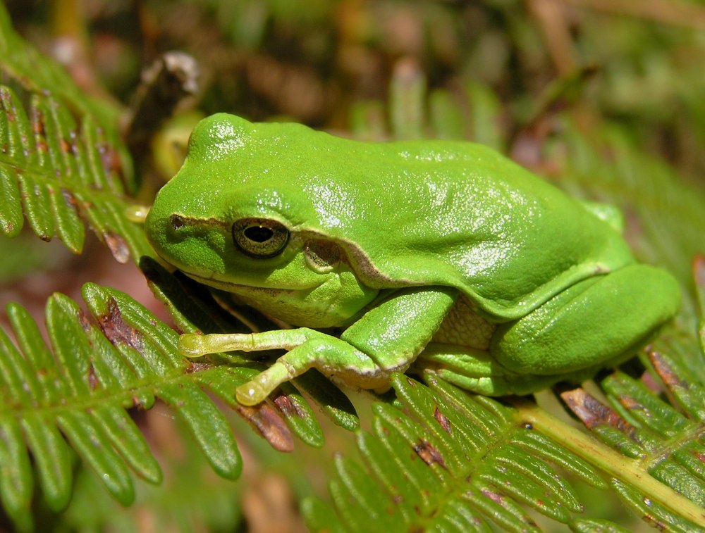 Шлемовидная древесница