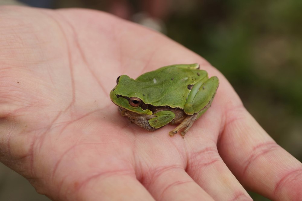 Квакша обыкновенная
