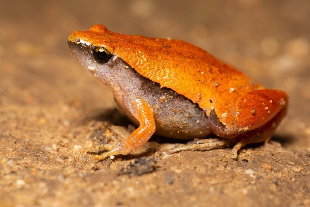 Африканский узкорот лягушка