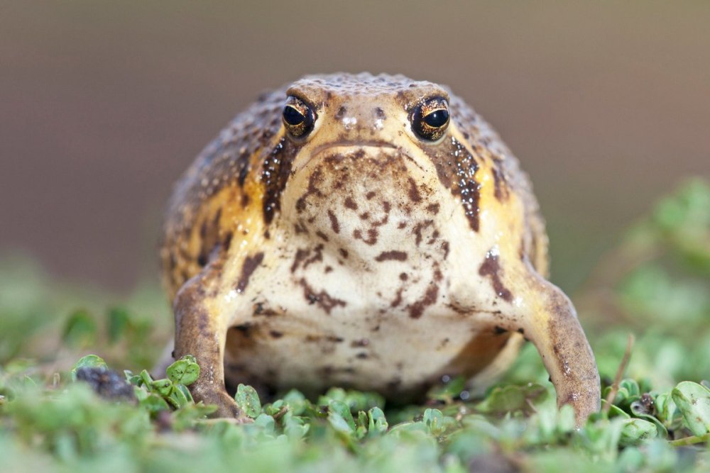 Южноафриканский узкорот