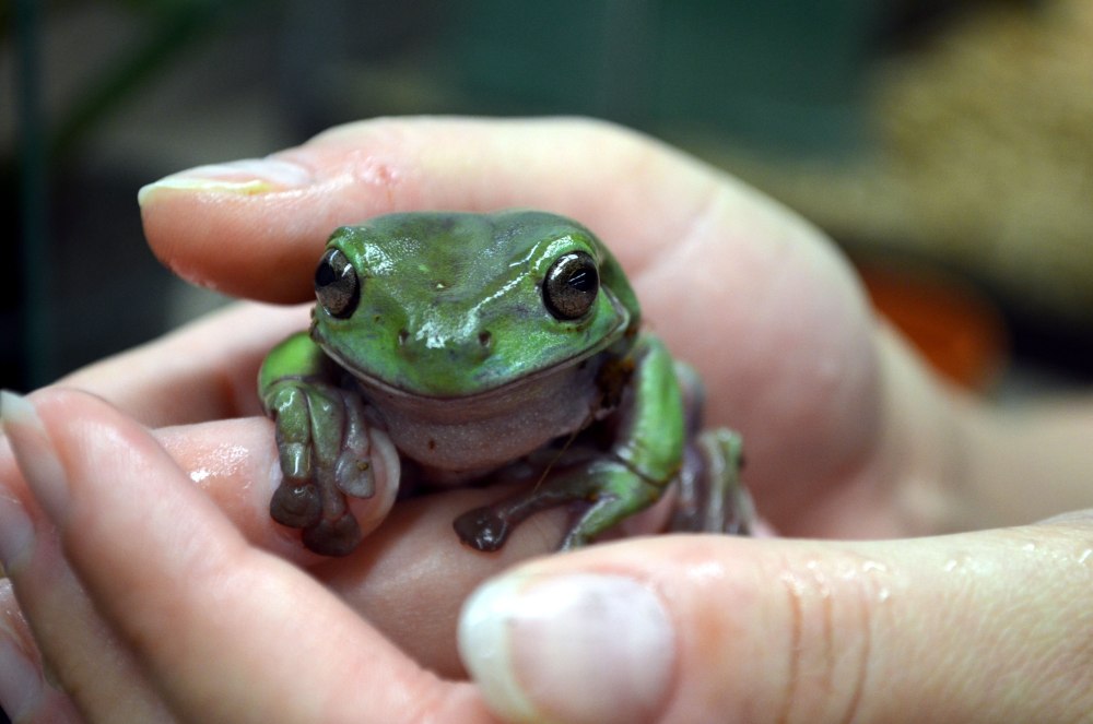 White Tree Frog