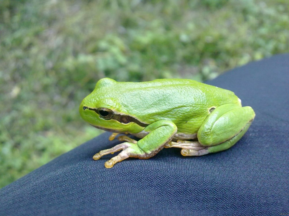 Лягушка квакша обыкновенная