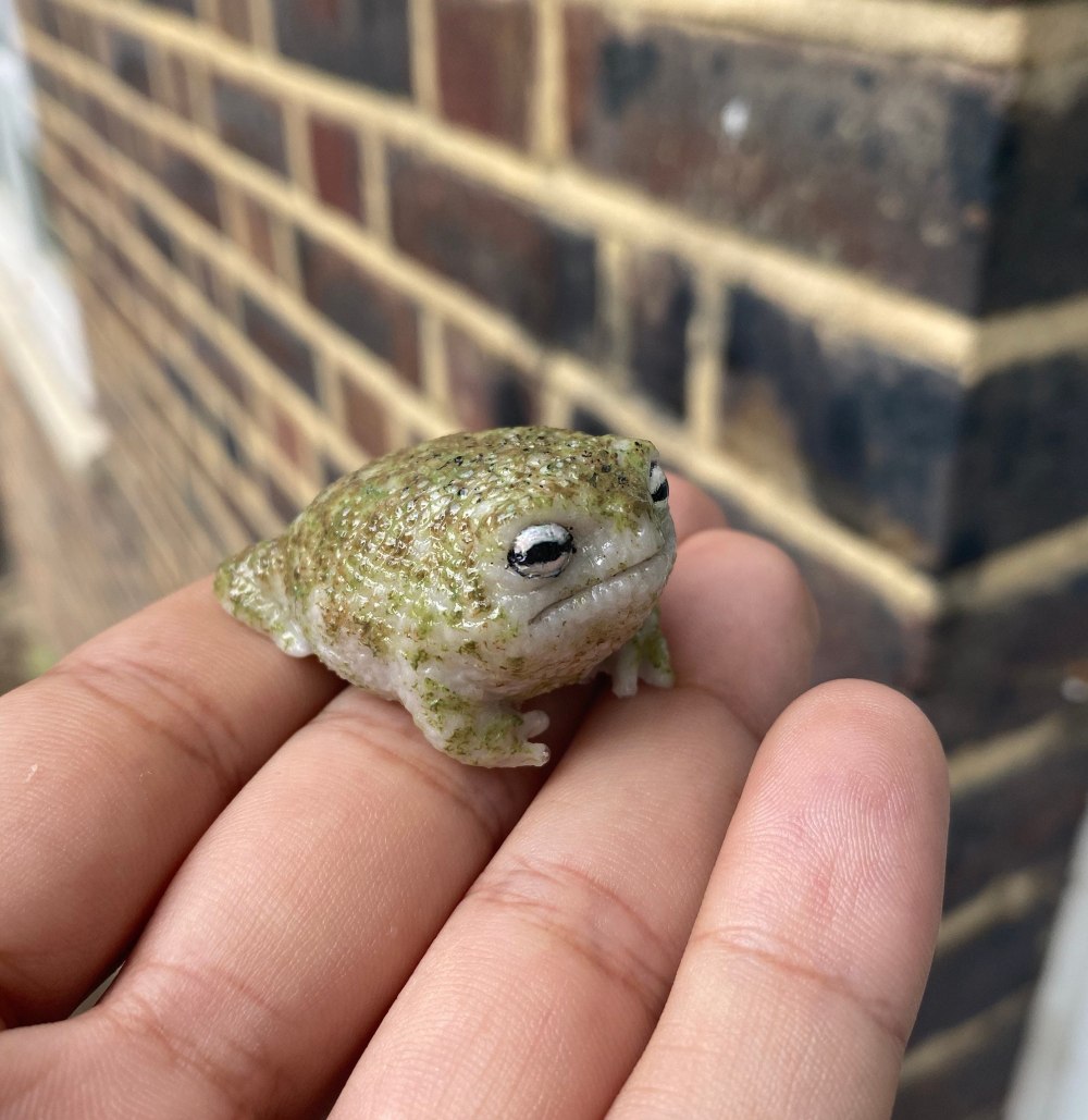 Узкорот лягушка