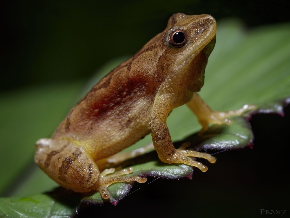 Свистящая квакша