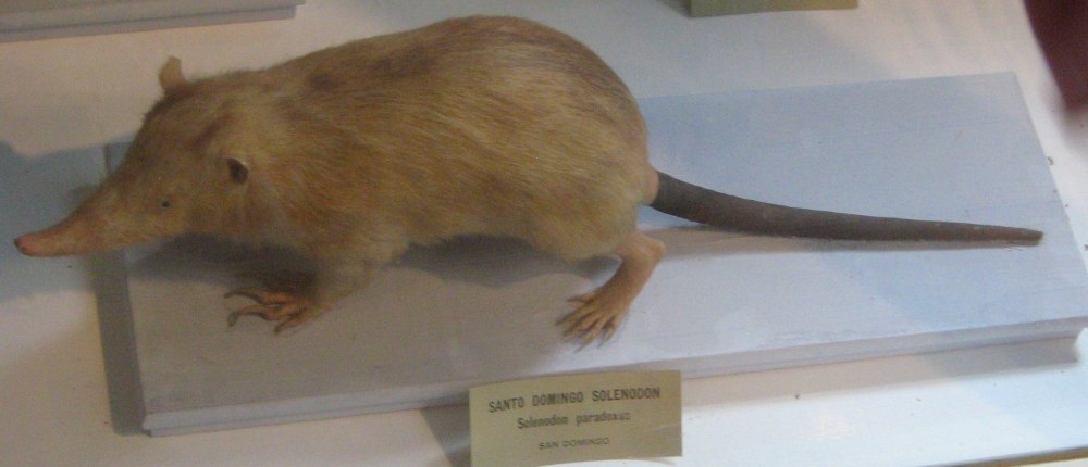 Solenodon перевод
