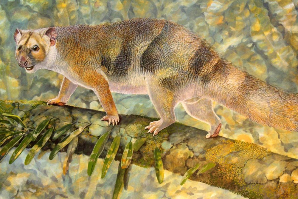 «Сумчатый Лев» (Thylacoleo)