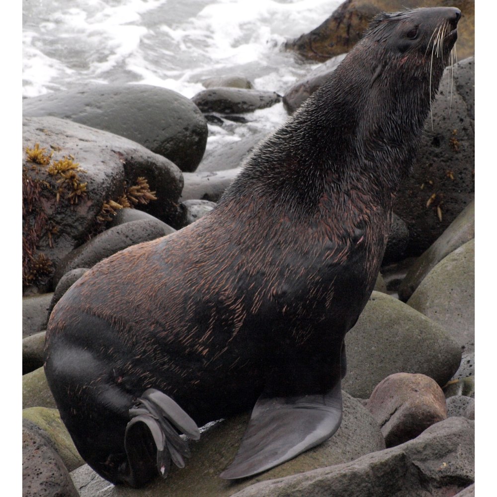 Callorhinus gilmorei