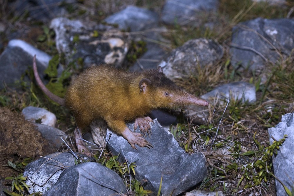 Гаитянский щелезуб (Solenodon paradoxus)