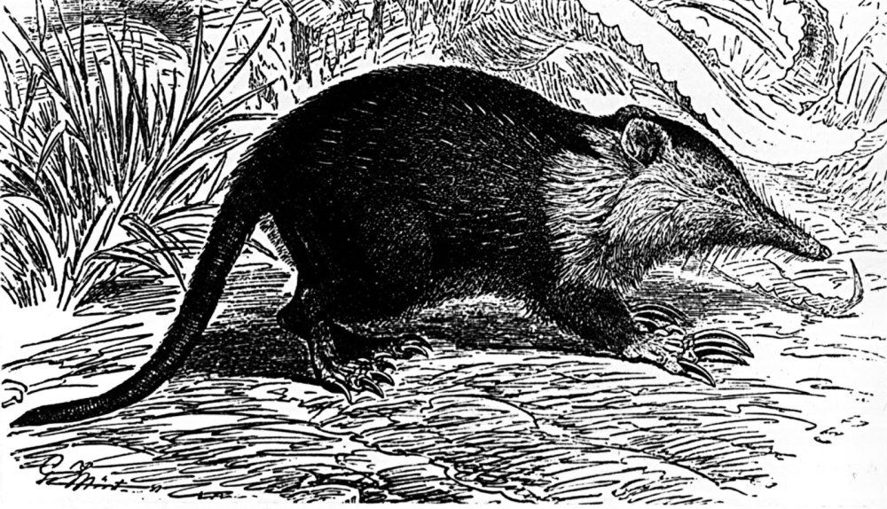 Solenodon cubanus