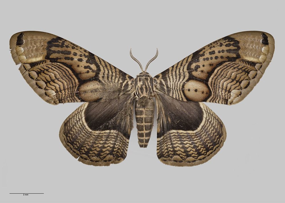 Brahmaea wallichii