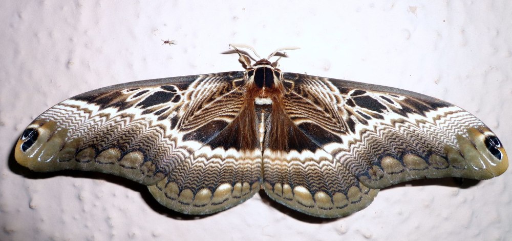 Brahmin Moth Caterpillar